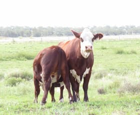 Rural / Farming commercial property sold at 404 ACRES, PRIME CATTLE & HORSE COUNTRY Jimbour East QLD 4406 Rural / Farming commercial property sold at 404 ACRES, PRIME CATTLE & HORSE COUNTRY Jimbour East QLD 4406