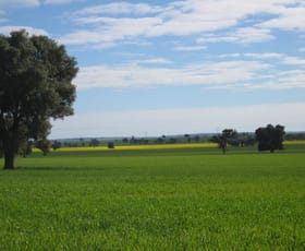 Rural / Farming commercial property sold at 1371 Sandigo Road Boree Creek NSW 2652