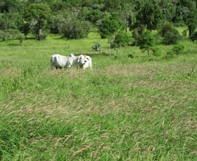 Rural / Farming commercial property sold at 425 ACRES CATTLE GRAZING Bell QLD 4408