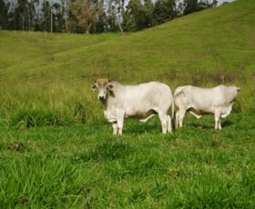 Rural / Farming commercial property sold at 2267 Palmerston Highway East Palmerston QLD 4860