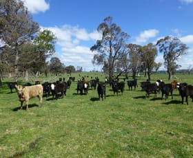 Rural / Farming commercial property sold at 653 St Leonards Creek Road Walcha NSW 2354