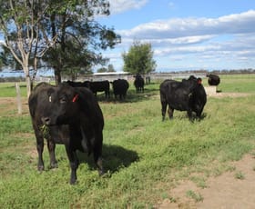 Rural / Farming commercial property sold at 2438 ACRES BRIGALOW/BELAH Tara QLD 4421