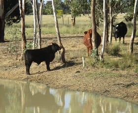 Rural / Farming commercial property sold at 200 ACRES RURAL LIFESTYLE PROPERTY Dalby QLD 4405