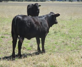 Rural / Farming commercial property sold at 630 ACRES CATTLE GRAZING Jandowae QLD 4410
