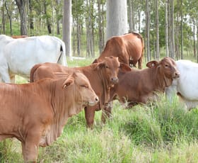 Rural / Farming commercial property for sale at Rathdowney QLD 4287