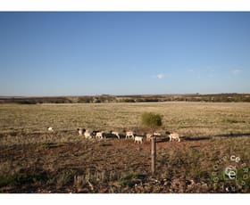 Rural / Farming commercial property sold at Angas Valley SA 5238