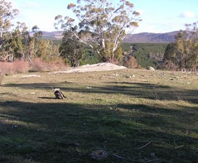 Rural / Farming commercial property sold at 135 Peak View Road Peak View NSW 2630