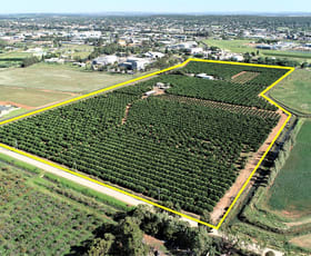 Rural / Farming commercial property sold at Farms 657 & 658 Old Willbriggie Road Griffith NSW 2680