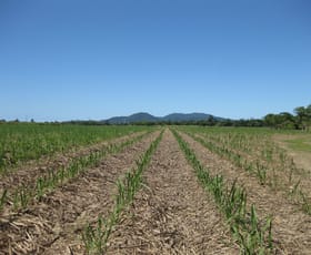 Rural / Farming commercial property sold at El Arish QLD 4855