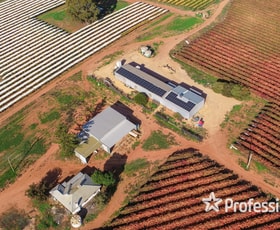 Rural / Farming commercial property sold at 180 Stewart Road Red Cliffs VIC 3496