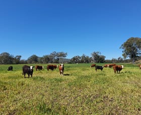 Rural / Farming commercial property sold at 305 Youlambie Road Monto QLD 4630