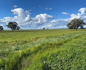 Rural / Farming commercial property sold at 00 Peacock Road Kerang VIC 3579