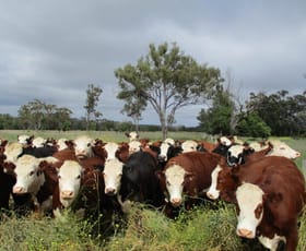Rural / Farming commercial property sold at 942 Acres Bell QLD 4408 Rural / Farming commercial property sold at 942 Acres Bell QLD 4408