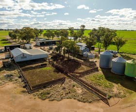 Rural / Farming commercial property for sale at 795 Younga Plains Rd West Wyalong NSW 2671