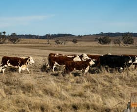 Rural / Farming commercial property sold at "Rosewood" Jimenbuen Road Numbla Vale NSW 2628