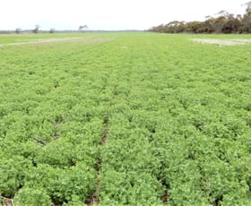 Rural / Farming commercial property sold at 394 Venning Road Coonalpyn SA 5265