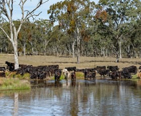 Rural / Farming commercial property sold at 306A Geyers Road Tenterfield NSW 2372