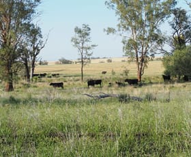 Rural / Farming commercial property for sale at 13527 Gwydir Highway Warialda NSW 2402