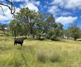 Rural / Farming commercial property for sale at 13081 Guyra Road Inverell NSW 2360