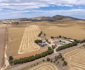 Rural / Farming commercial property sold at 'Sunny Rise' Booleroo Road Pekina SA 5431