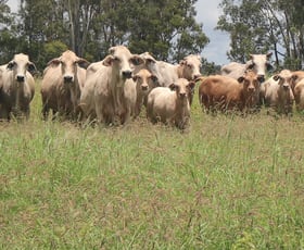 Rural / Farming commercial property for sale at 2097 Coonambula Road Mundubbera QLD 4626