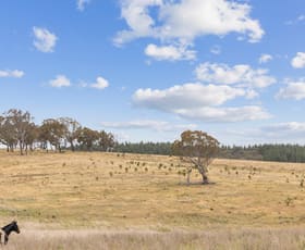 Rural / Farming commercial property for sale at Lot 155 Berrebangelo Lane Bellmount Forest NSW 2581