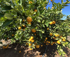 Rural / Farming commercial property for sale at 1058 Kidman Way Hanwood NSW 2680