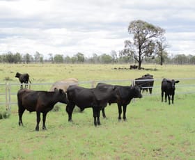 Rural / Farming commercial property for sale at 2461 ACRES CATTLE GRAZING Tara QLD 4421