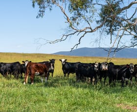 Rural / Farming commercial property for sale at 536 Cooma Road Braidwood NSW 2622