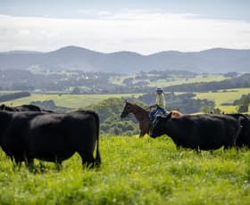 Rural / Farming commercial property for sale at 507 Shephards Road Dorrigo NSW 2453