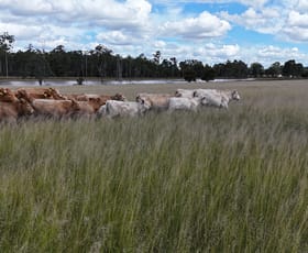 Rural / Farming commercial property for sale at 709 Nobbs Road, Burra Burri Chinchilla QLD 4413