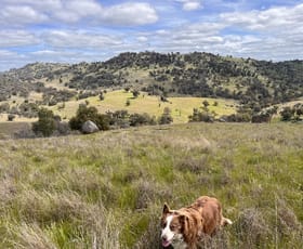 Rural / Farming commercial property for sale at Lot 3 Tarrants Gap Road Wyangala NSW 2808