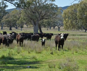 Rural / Farming commercial property for sale at 6292 Killarney Gap Road Narrabri NSW 2390