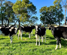 Rural / Farming commercial property for sale at Cobden-South Ecklin Road Cobden VIC 3266