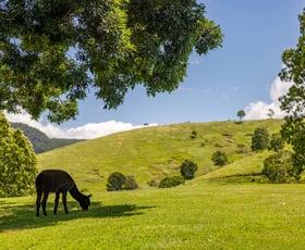 Rural / Farming commercial property for sale at Mount Delaney QLD 4514