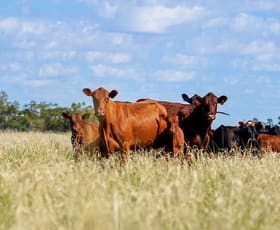 Rural / Farming commercial property sold at Coonamble NSW 2829
