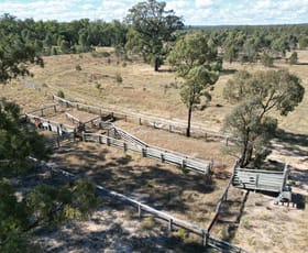 Rural / Farming commercial property for sale at Hills & Hendricks - Pelican Lagoons Road Chinchilla QLD 4413