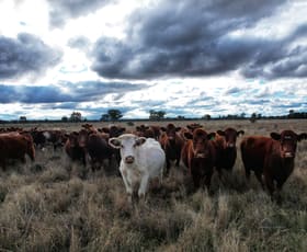 Rural / Farming commercial property sold at 281 Gobondery Road Tullamore NSW 2874