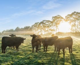 Rural / Farming commercial property sold at 233 Iona Park Road Moss Vale NSW 2577
