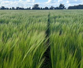 Rural / Farming commercial property for sale at Yerong Creek NSW 2642