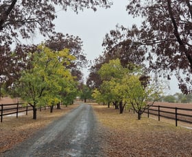 Rural / Farming commercial property for sale at 2856 Olympic Highway Wagga Wagga NSW 2650