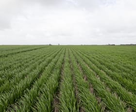 Rural / Farming commercial property sold at Donald Murtoa Road Kewell VIC 3390
