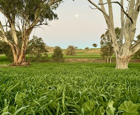 Rural / Farming commercial property for sale at "Jemalong" 263 Collier Road Coolah NSW 2843