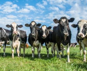 Rural / Farming commercial property sold at 165 D G Cashins Road Buffalo VIC 3958
