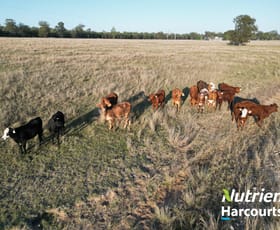 Rural / Farming commercial property sold at 277 Surcingle Road Chinchilla QLD 4413