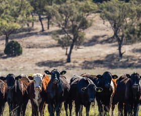 Rural / Farming commercial property for sale at 22 Nara-Boah Waterhole Road Goombungee QLD 4354