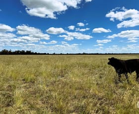 Rural / Farming commercial property for sale at 1857 Stumpy Lane Wee Waa NSW 2388