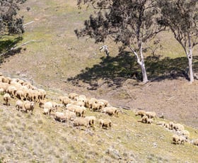 Rural / Farming commercial property sold at 'Bartagunyah' Survey Road Melrose SA 5483