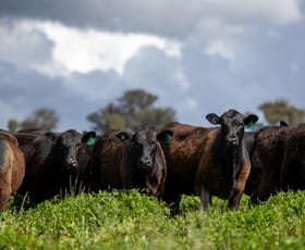 Rural / Farming commercial property sold at 1546 Baldersleigh Road Guyra NSW 2365