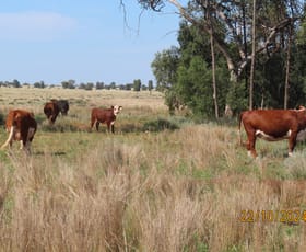 Rural / Farming commercial property for sale at * KALLARA, 881 Kallara Road Hermidale NSW 2831